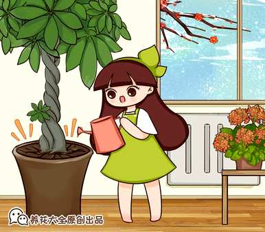 用羊粪养发财树，如何养发财树花？