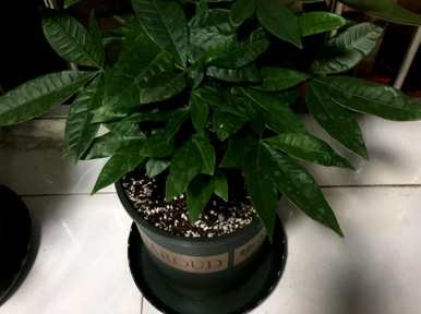 用羊粪养发财树，如何养发财树花？