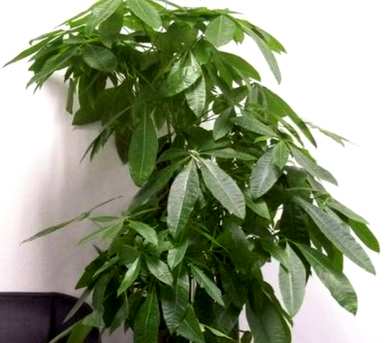 用羊粪养发财树，如何养发财树花？