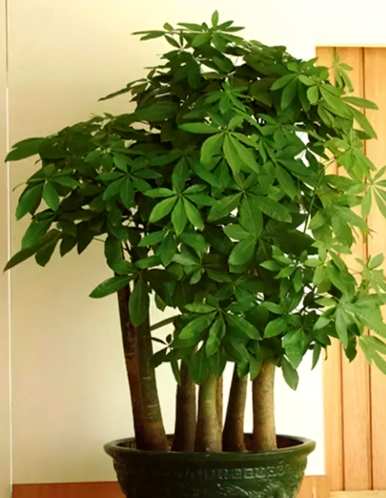 用羊粪养发财树，如何养发财树花？