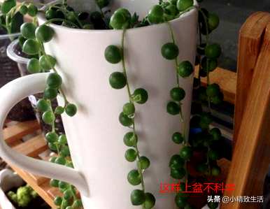 」︽珍珠吊如何扦插？