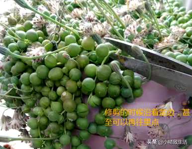 」︽珍珠吊如何扦插？