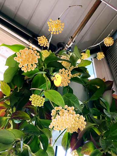 室内植物有哪些耐阴养活，室内植物有哪些净化空气耐阴制氧？