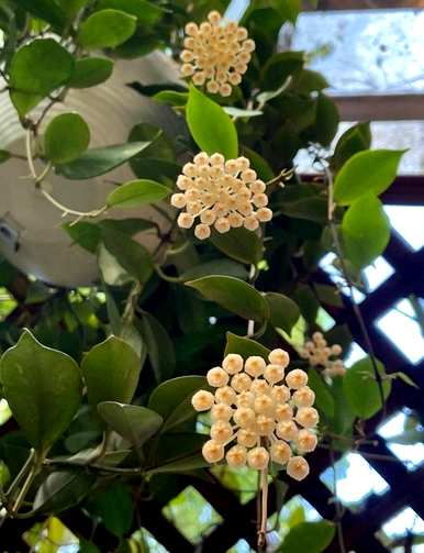 室内植物有哪些耐阴养活，室内植物有哪些净化空气耐阴制氧？