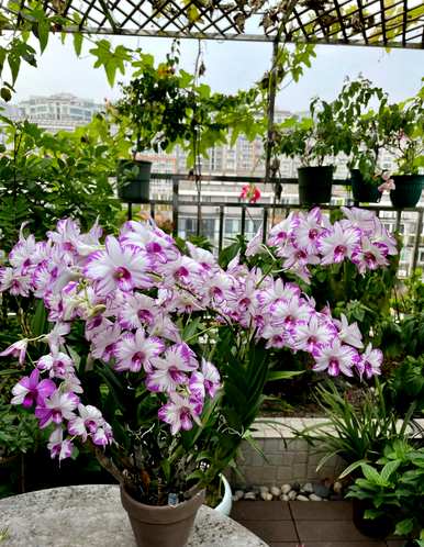 室内植物有哪些耐阴养活，室内植物有哪些净化空气耐阴制氧？