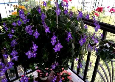 室内植物有哪些耐阴养活，室内植物有哪些净化空气耐阴制氧？