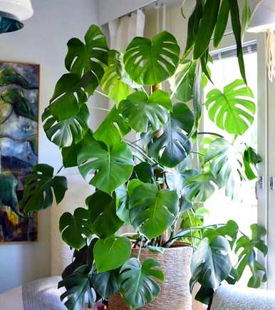 室内植物有哪些耐阴养活，室内植物有哪些净化空气耐阴制氧？