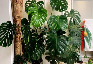 室内植物有哪些耐阴养活，室内植物有哪些净化空气耐阴制氧？