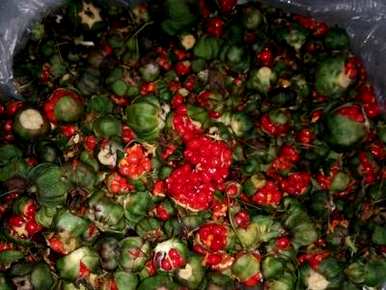 种植一亩重楼的成本是多少？什么时候种植重楼合适？