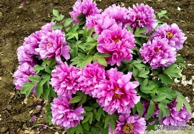 牡丹开花过程，牡丹几个月开花