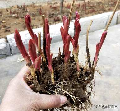 牡丹开花过程，牡丹几个月开花