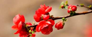 如何养护海棠花，如何养护海棠花开花