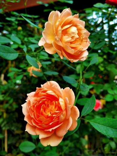 夏天开什么花，夏天开什么木本花？