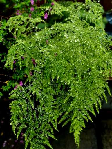 夏天开什么花，夏天开什么木本花？