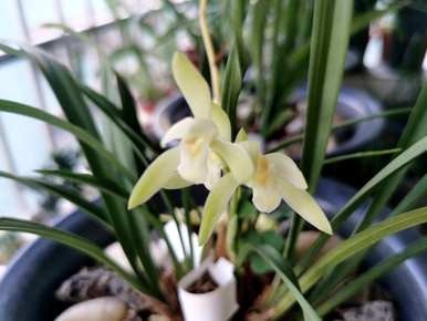 夏天开什么花，夏天开什么木本花？
