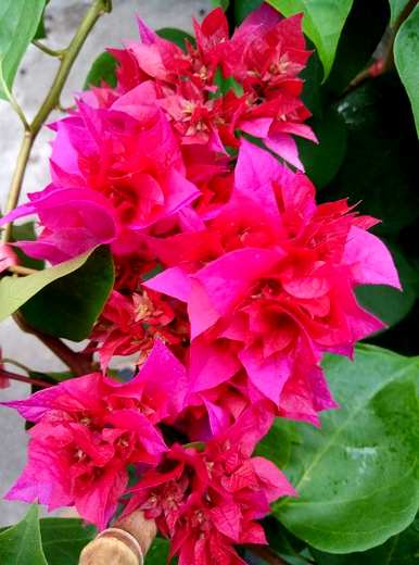 夏天开什么花，夏天开什么木本花？