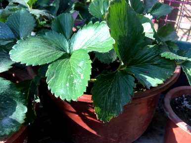 如何种植草莓籽盆栽，如何种植盆栽草莓