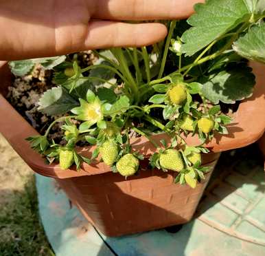 如何种植草莓籽盆栽，如何种植盆栽草莓