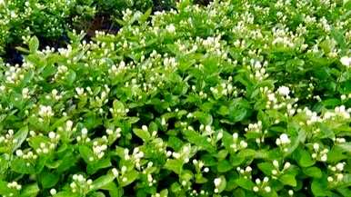 茉莉花的意思是什么，茉莉花的意思是什么？