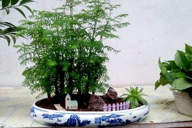 水杉盆景适合户外吗？如何饲养水杉老桩盆景？