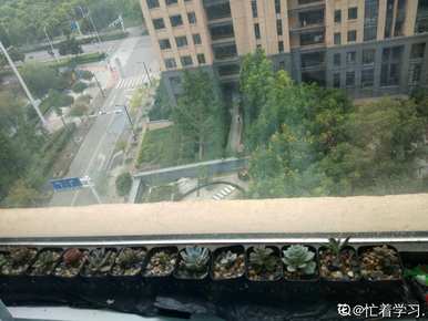 多肉种植有哪些注意事项？多肉养殖技巧及注意事项