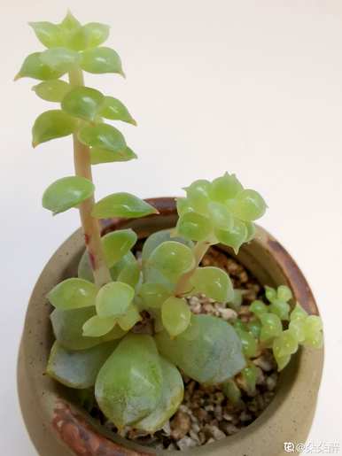 多肉种植有哪些注意事项？多肉养殖技巧及注意事项