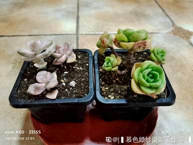 多肉种植有哪些注意事项？多肉养殖技巧及注意事项