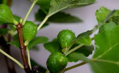 如何培育和种植无花果树苗？