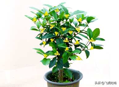四季桂花哪个品种最好，盆栽桂花哪个品种最好？