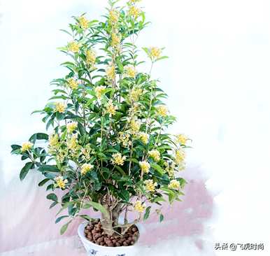 四季桂花哪个品种最好，盆栽桂花哪个品种最好？