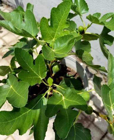 如何培育和种植无花果树苗？