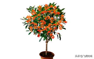 四季桂花哪个品种最好，盆栽桂花哪个品种最好？
