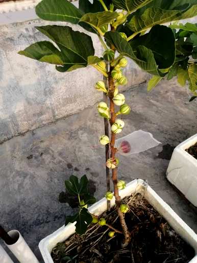 如何培育和种植无花果树苗？