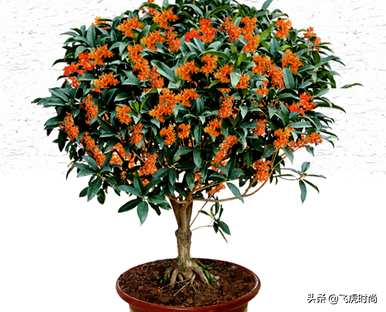 四季桂花哪个品种最好，盆栽桂花哪个品种最好？