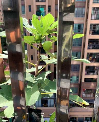 如何培育和种植无花果树苗？