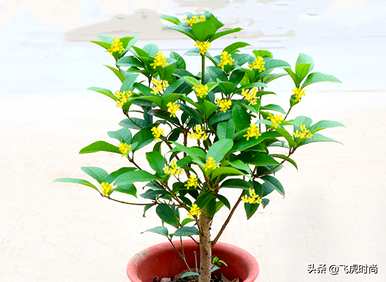 四季桂花哪个品种最好，盆栽桂花哪个品种最好？