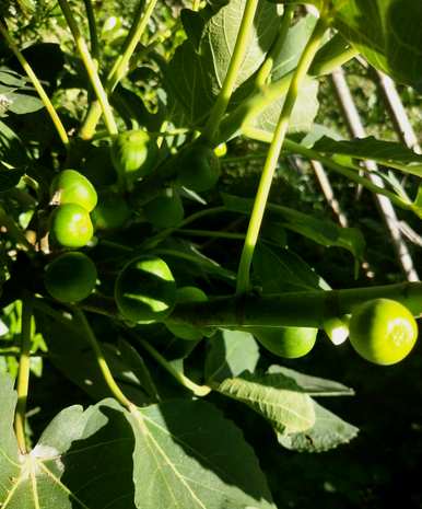 如何培育和种植无花果树苗？