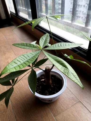 什么样的绿色植物适合放在桌子上，什么样的绿色植物适合放在桌子上增加你的事业？
