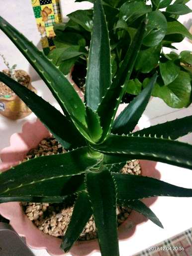 什么样的绿色植物适合放在桌子上，什么样的绿色植物适合放在桌子上增加你的事业？