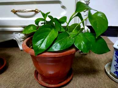 什么样的绿色植物适合放在桌子上，什么样的绿色植物适合放在桌子上增加你的事业？