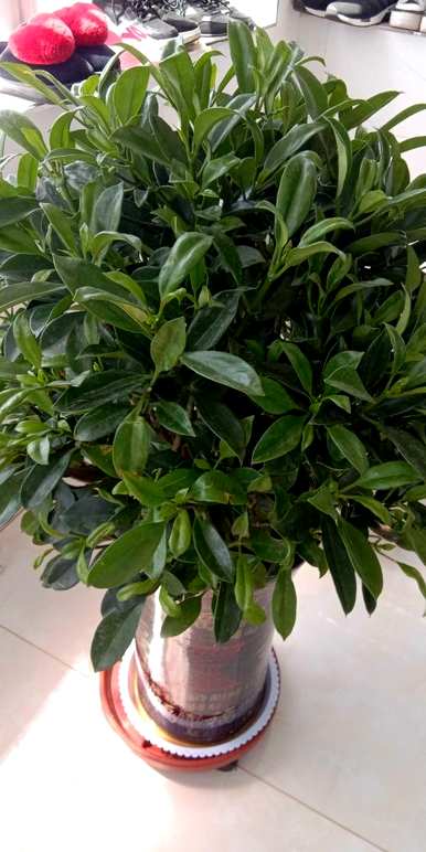 什么样的绿色植物适合放在桌子上，什么样的绿色植物适合放在桌子上增加你的事业？