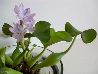 水葫芦能在室内养吗视频，水葫芦能在室内养吗？
