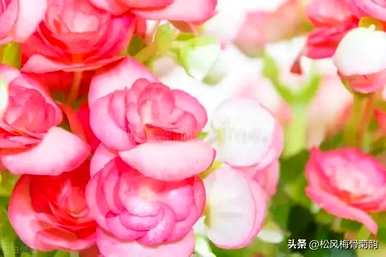 粉点秋海棠的寓意，秋海棠的寓意是什么？