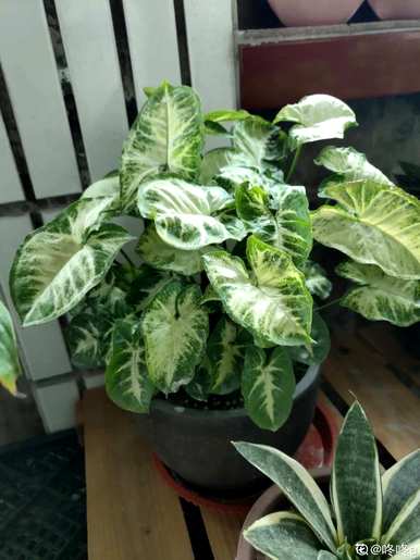 喜阴植物有哪些花，喜阴植物有哪些？