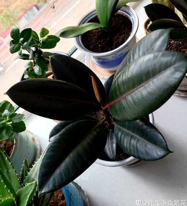 喜阴植物有哪些花，喜阴植物有哪些？