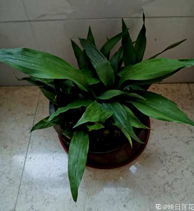 喜阴植物有哪些花，喜阴植物有哪些？