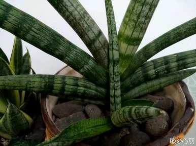 喜阴植物有哪些花，喜阴植物有哪些？