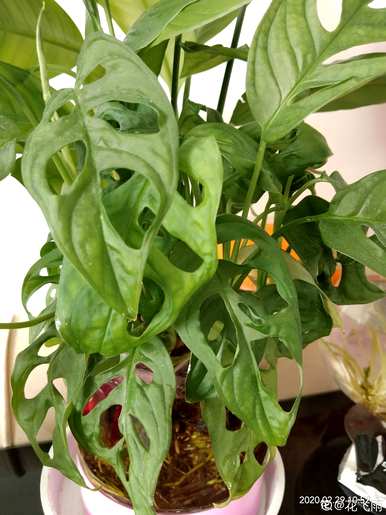 喜阴植物有哪些花，喜阴植物有哪些？