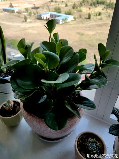 喜阴植物有哪些花，喜阴植物有哪些？