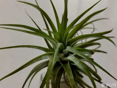 喜阴植物有哪些花，喜阴植物有哪些？